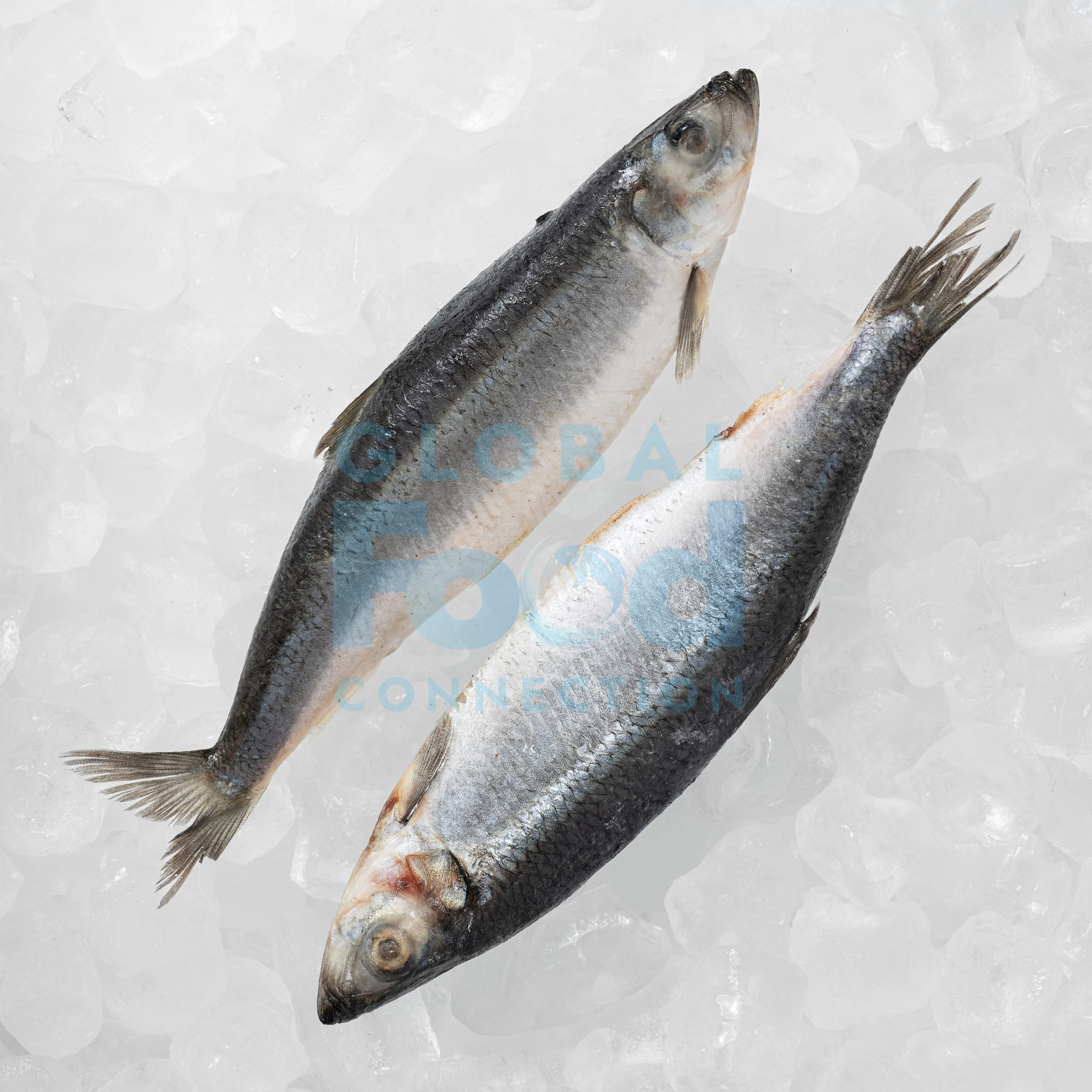 ATLANTIC HERRING WHOLE ROUND - UNPACKED