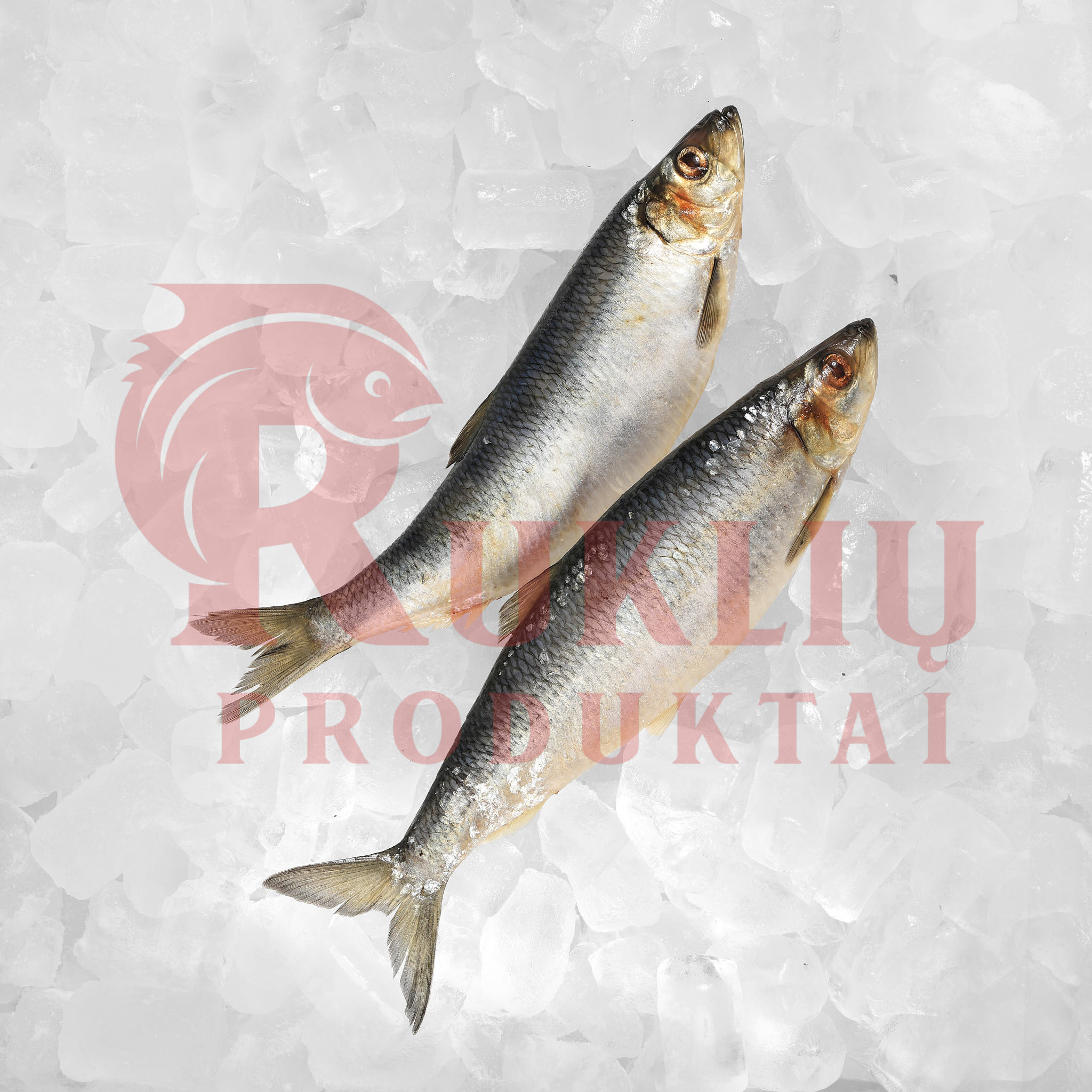 Salted atlantic herring